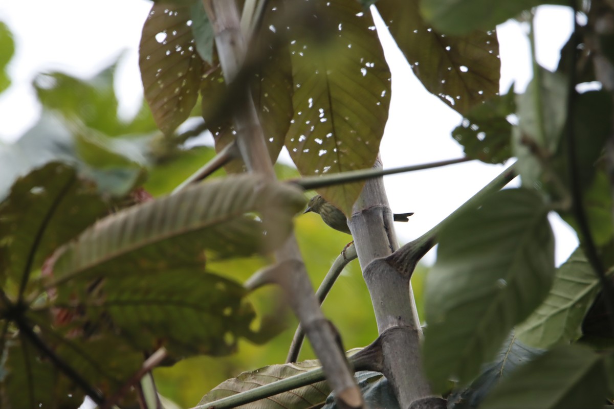 Slaty Finch - ML613192740