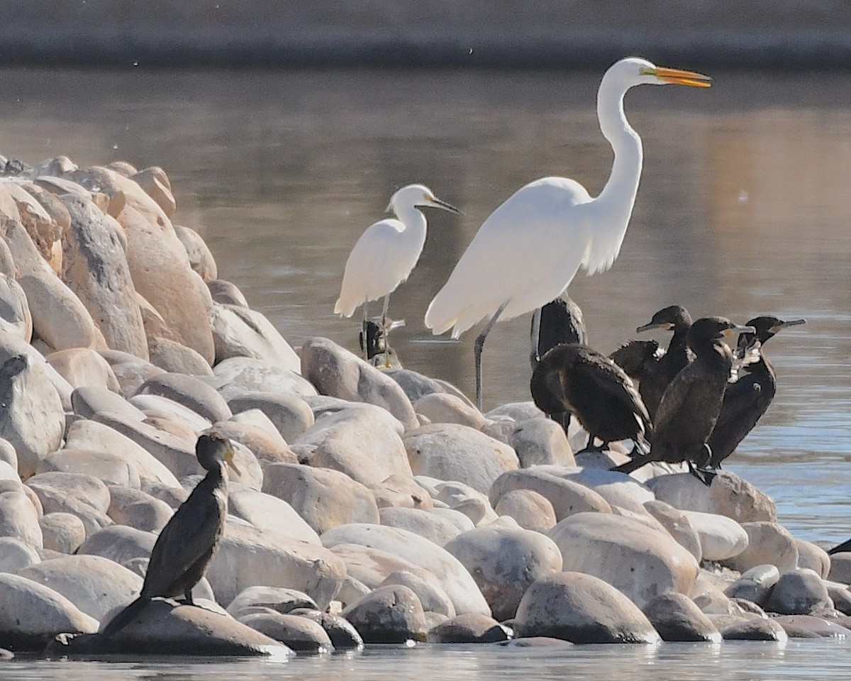 Great Egret - ML613192748