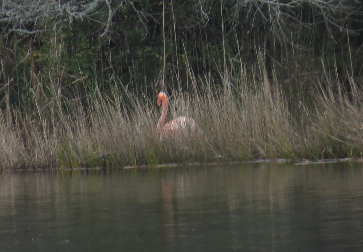 American Flamingo - ML613192761