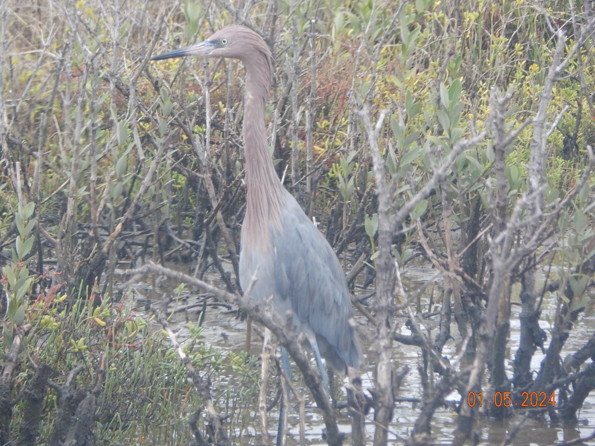 Reddish Egret - ML613192788