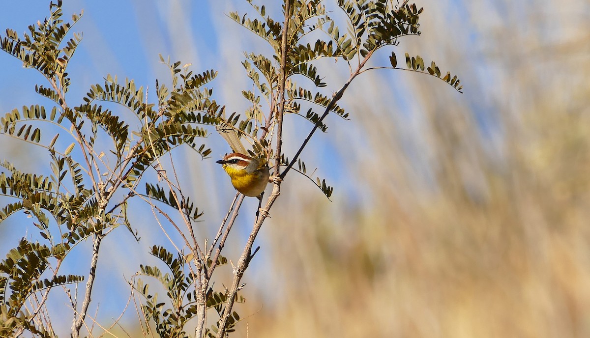 Rufous-capped Warbler - ML613192790