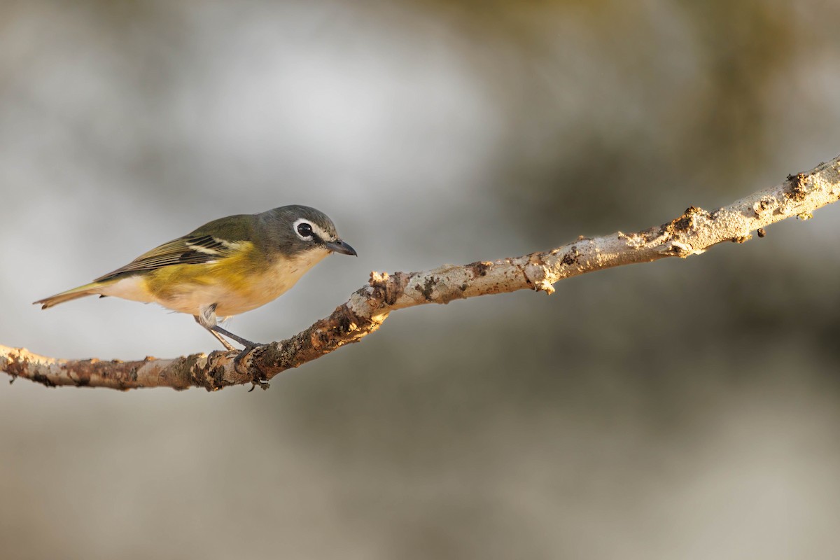 Blue-headed Vireo - ML613192795