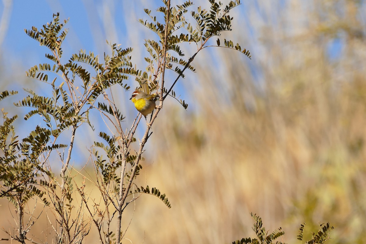 Rufous-capped Warbler - ML613192801