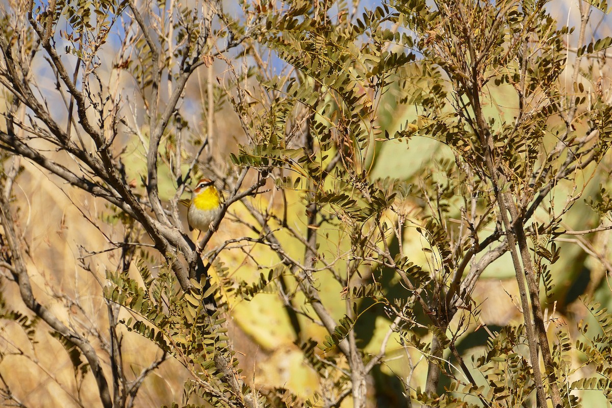 Rufous-capped Warbler - ML613192830