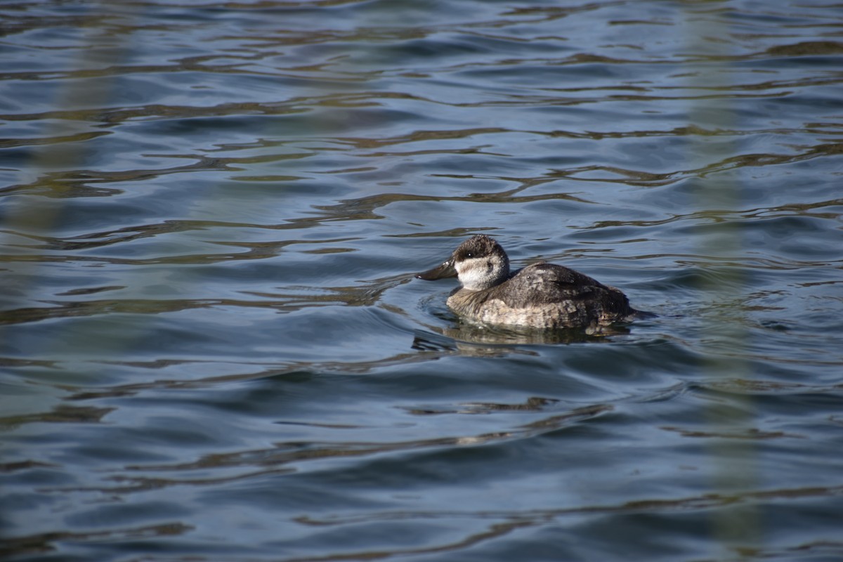 Ruddy Duck - ML613192875