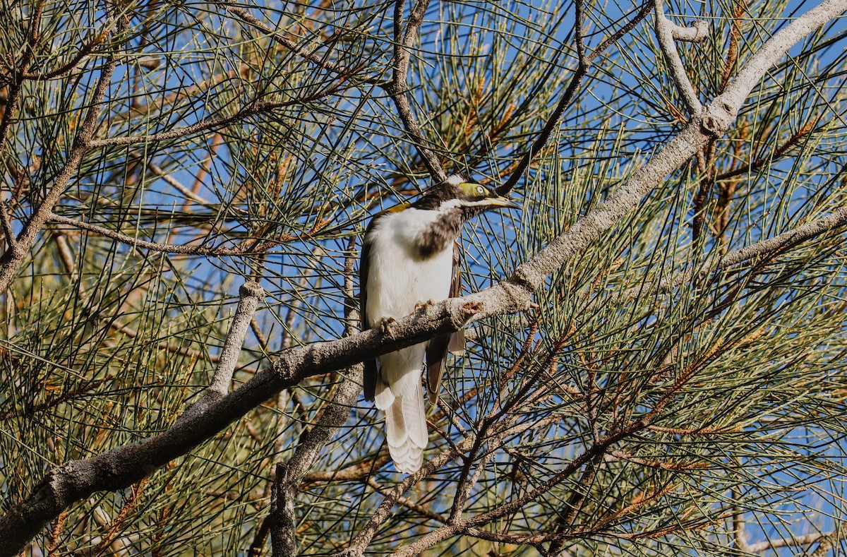 Blue-faced Honeyeater - Richard Symmonds