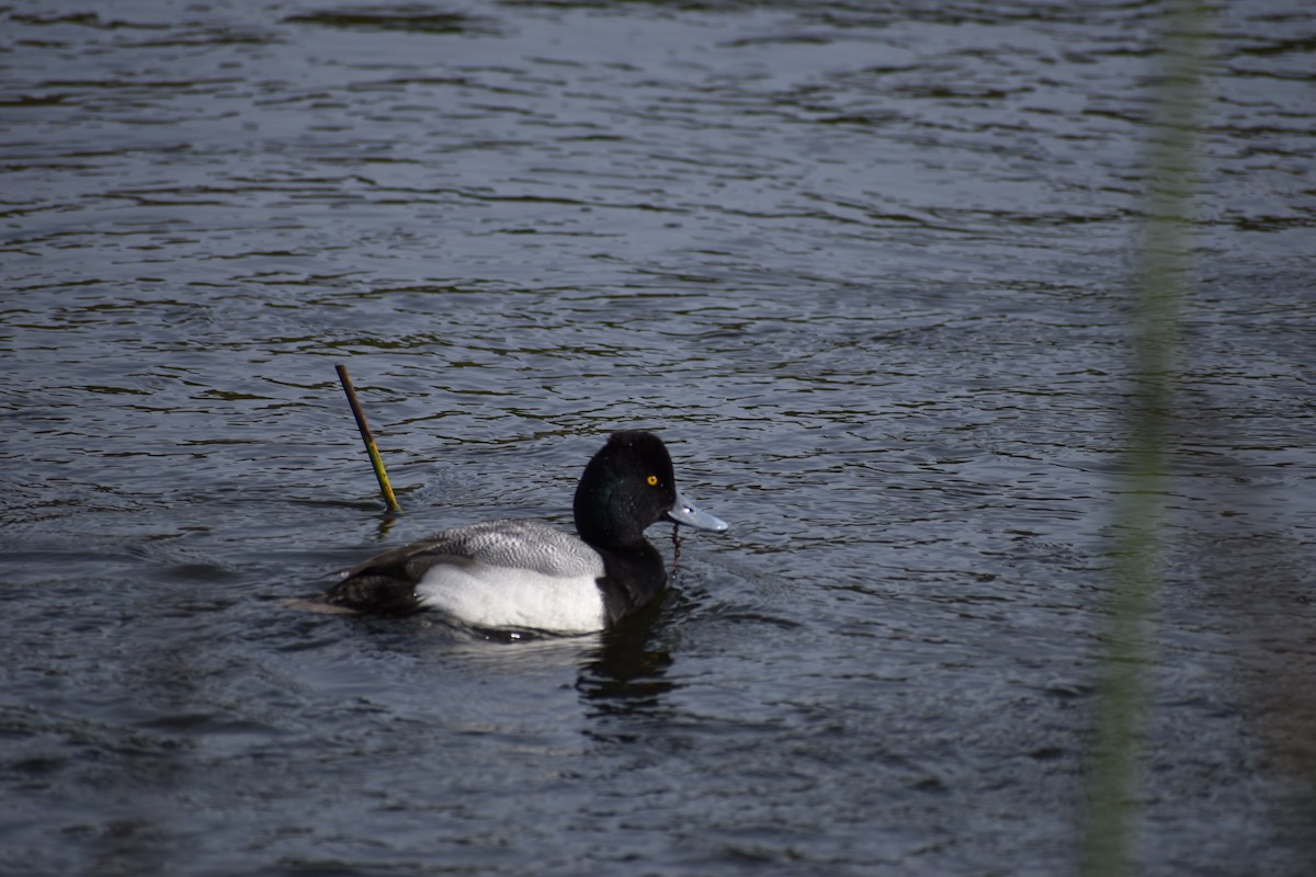 Lesser Scaup - ML613192908