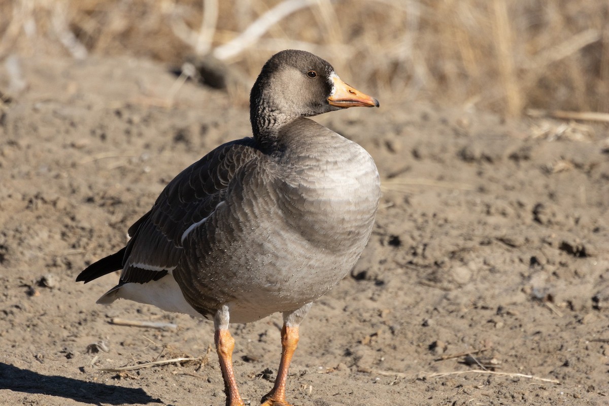 Greater White-fronted Goose - ML613192958