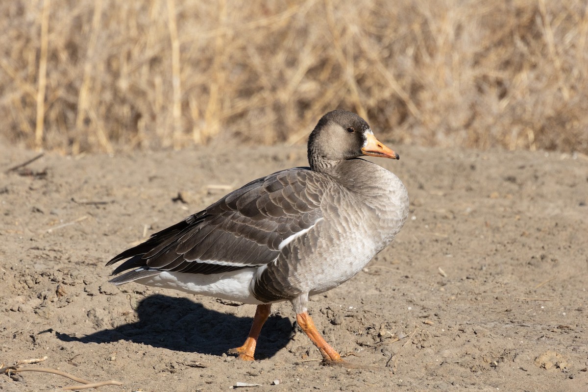 Greater White-fronted Goose - ML613192959