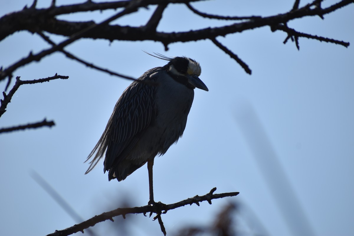 Yellow-crowned Night Heron - ML613192961