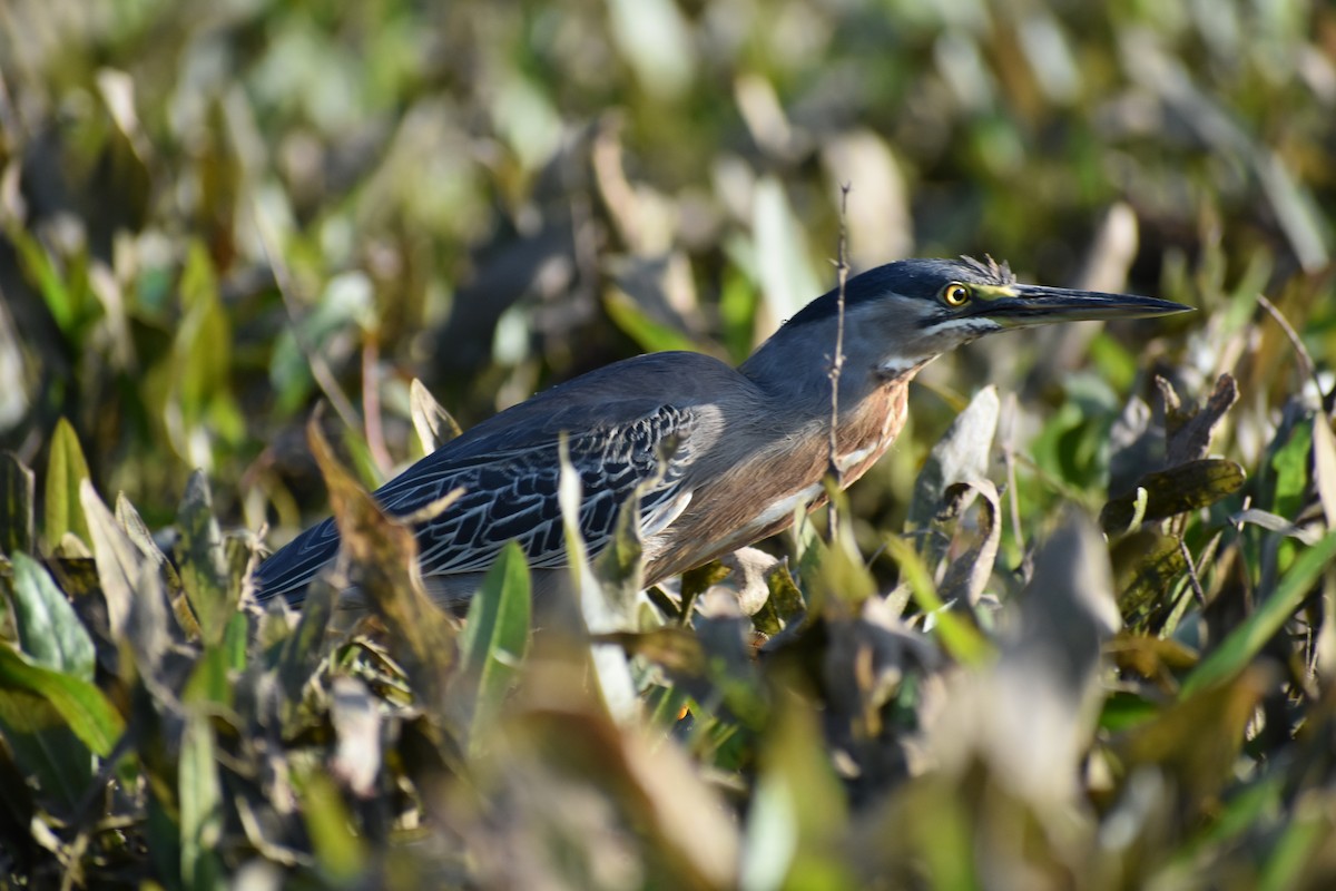 Striated Heron - ML613192981