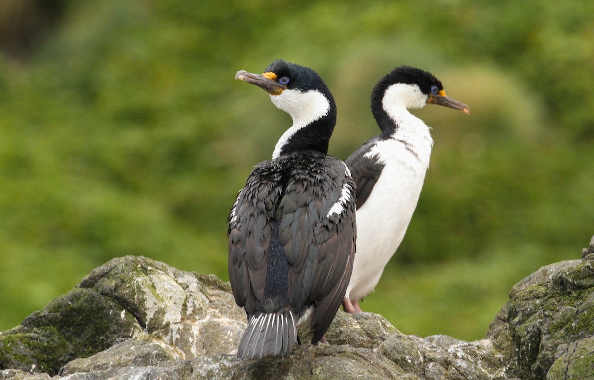 Cormorán de Macquarie - ML613192987