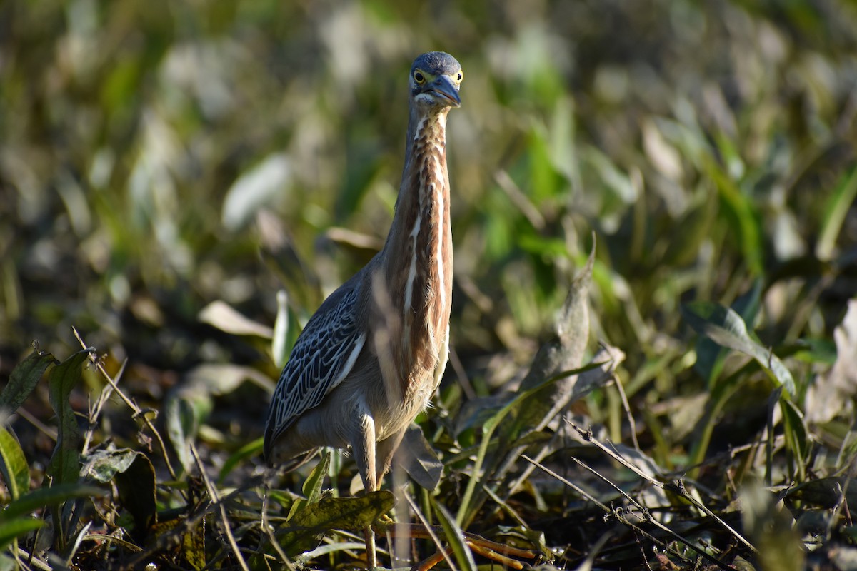 Striated Heron - ML613193021