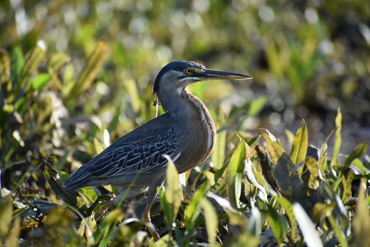 Striated Heron - ML613193022