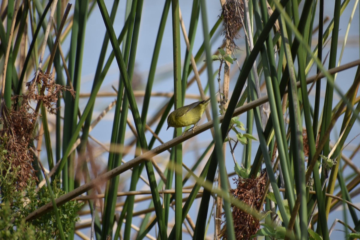 Orange-crowned Warbler - ML613193023