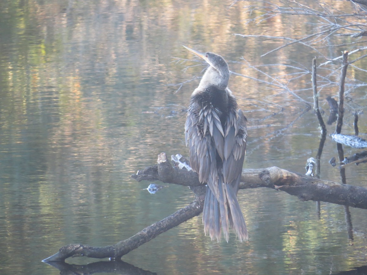 anhinga americká - ML613193070