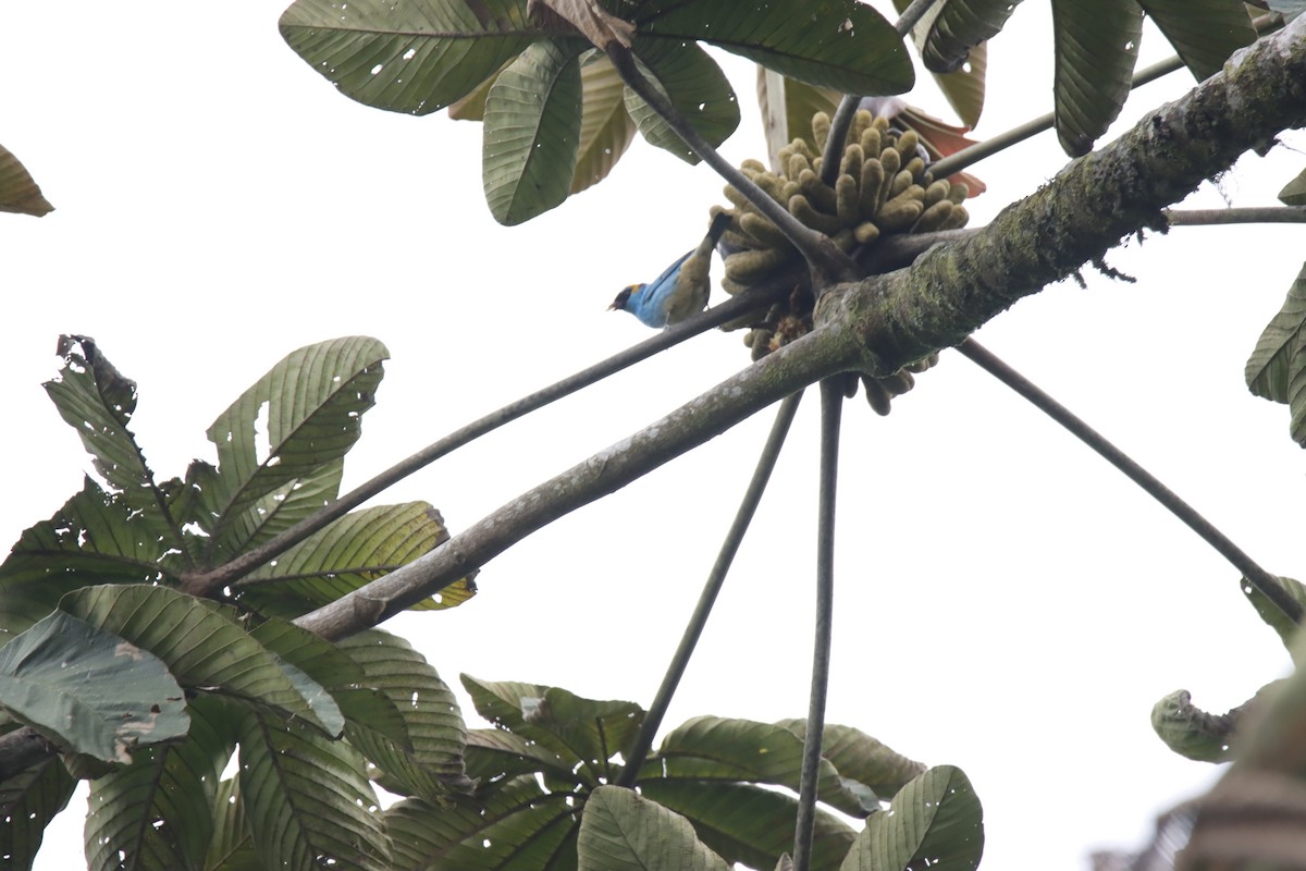 Golden-naped Tanager - Elvis Eduardo Mejia Ruano