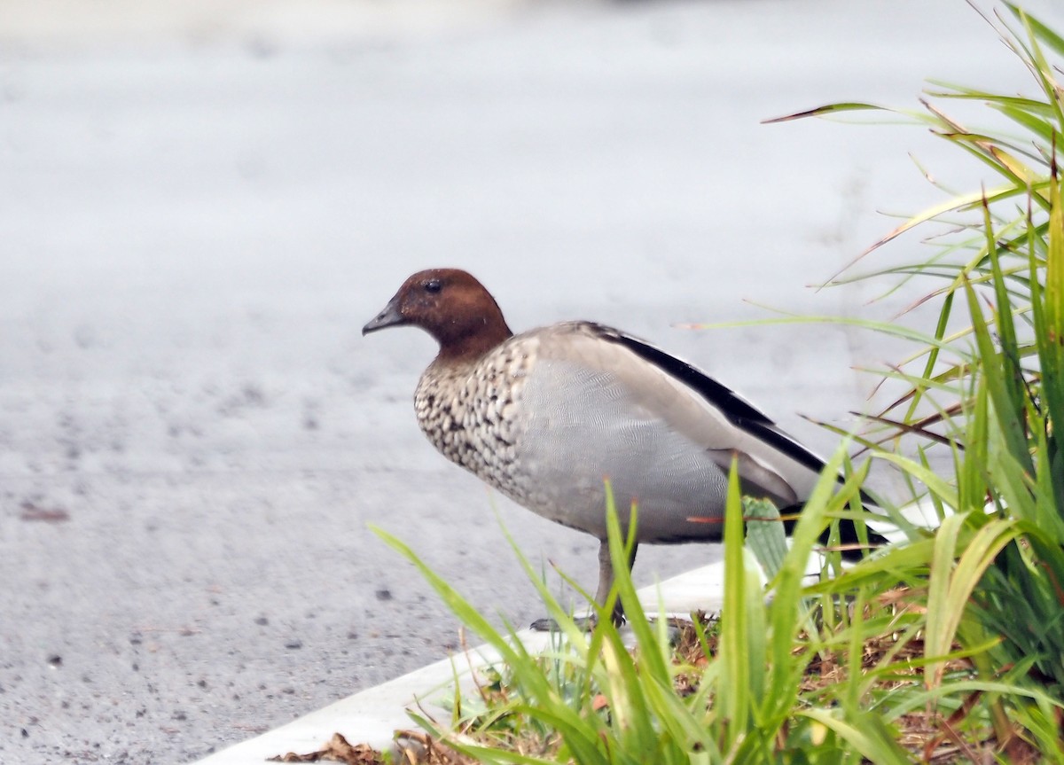 Maned Duck - ML613193112