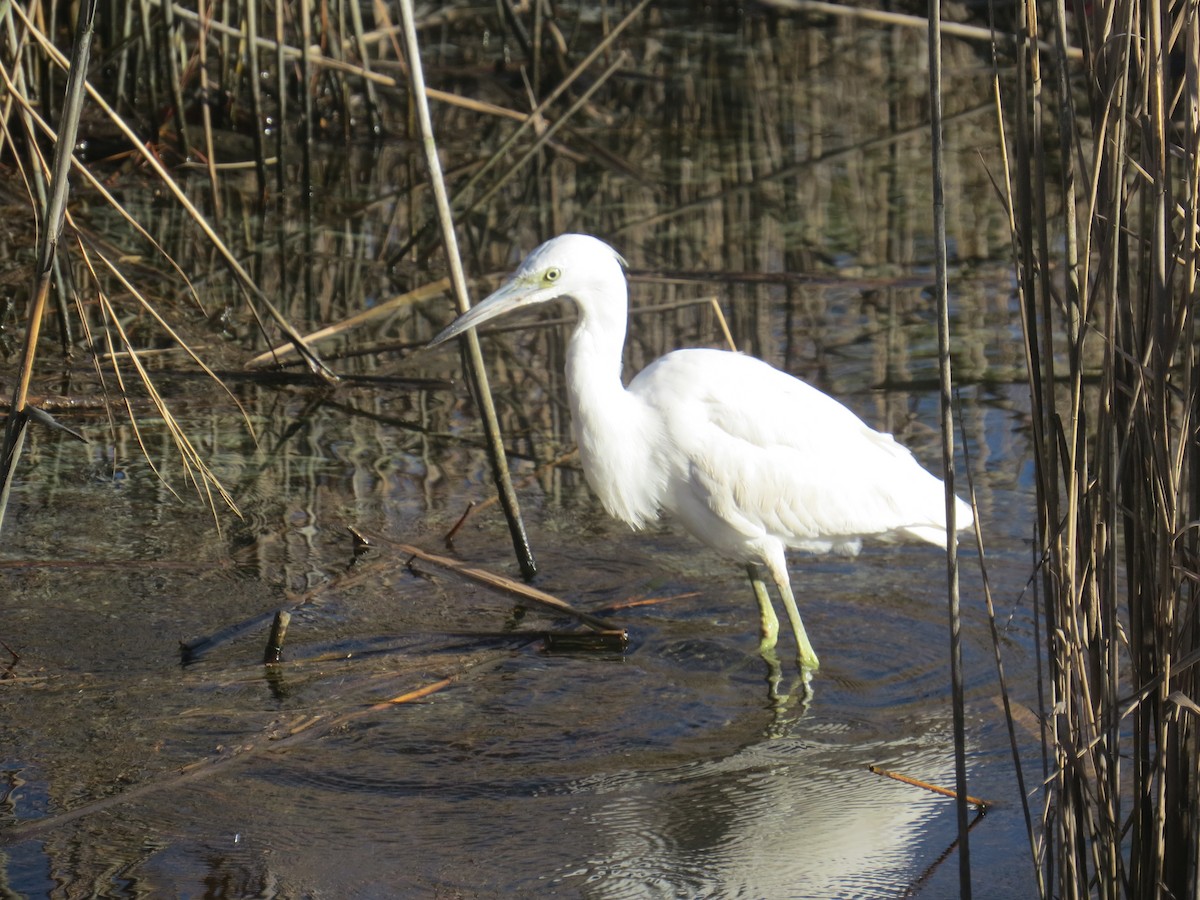 Little Blue Heron - John Brenneman