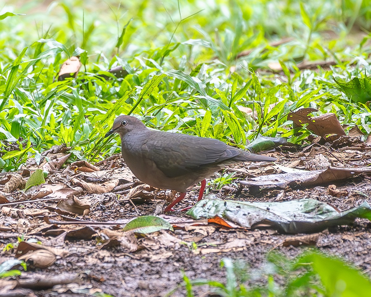 Gray-chested Dove - ML613193137