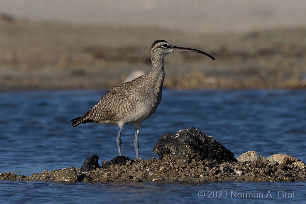 Whimbrel - Norman Graf