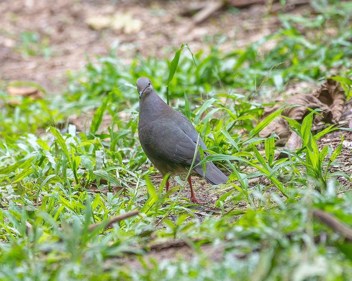 Gray-chested Dove - ML613193163