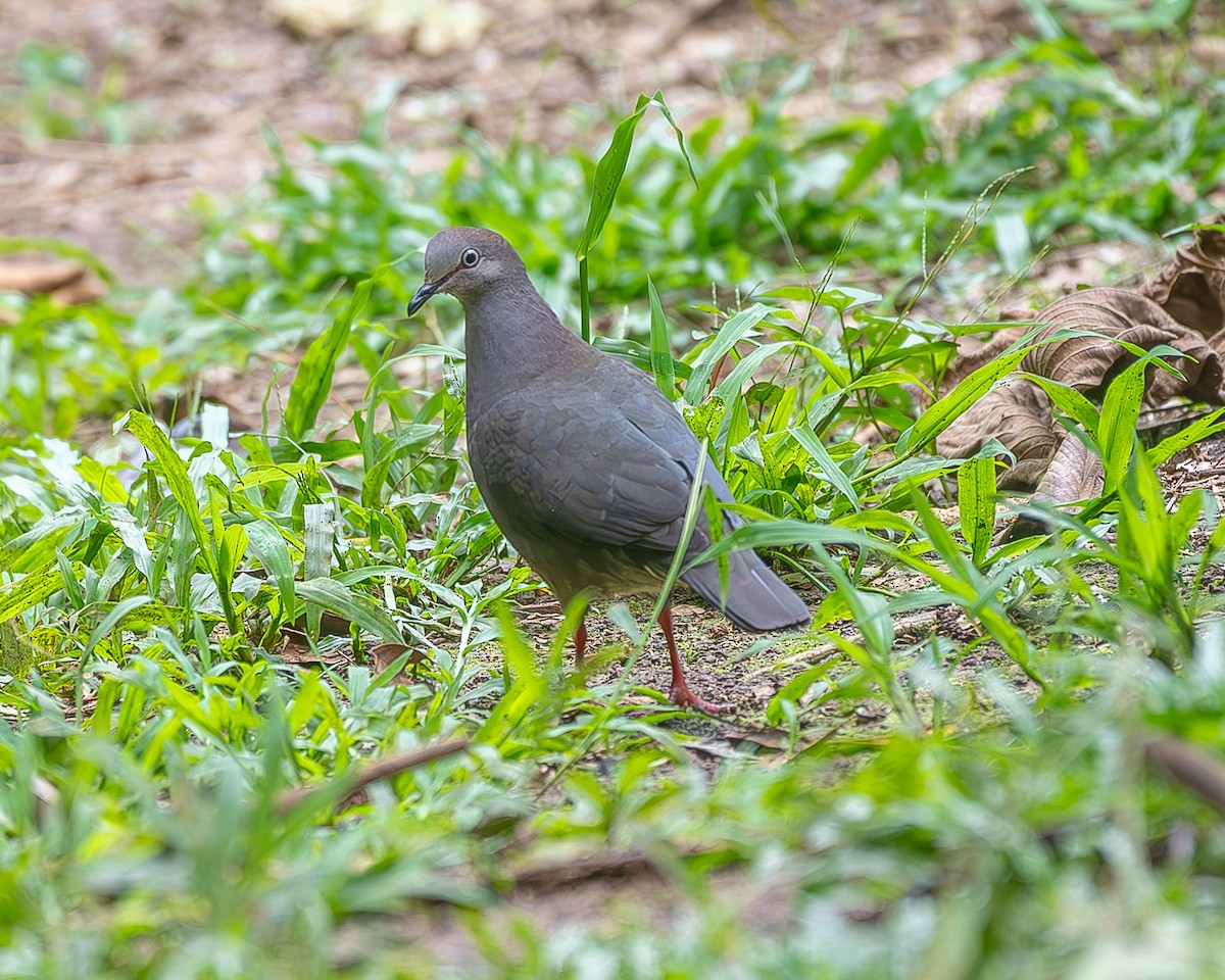 Gray-chested Dove - ML613193164