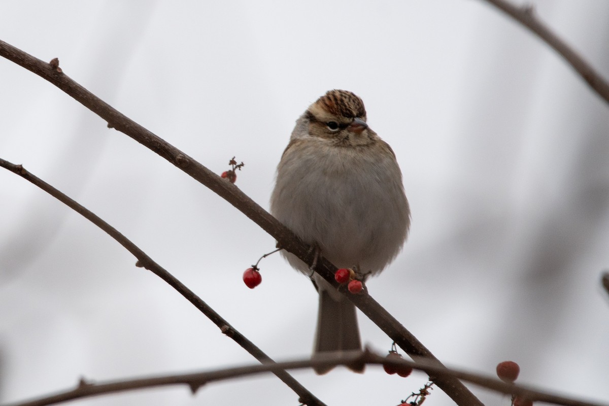 Chipping Sparrow - ML613193205