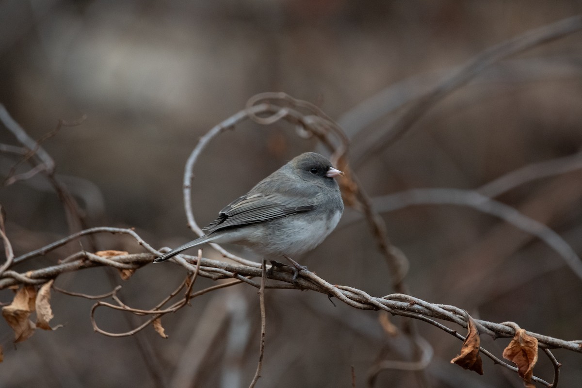 Dark-eyed Junco - ML613193223