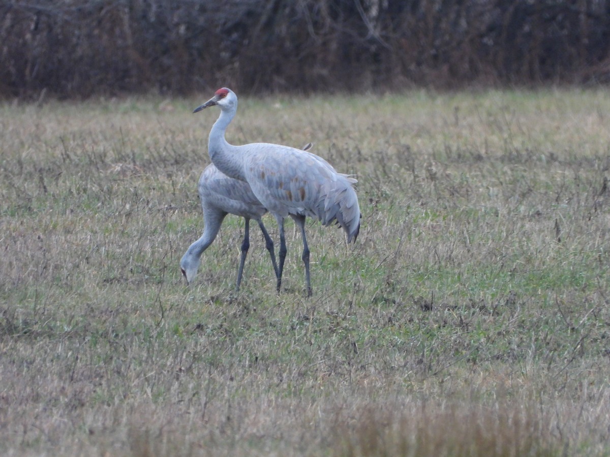 Sandhill Crane - Marcie  Jacklin