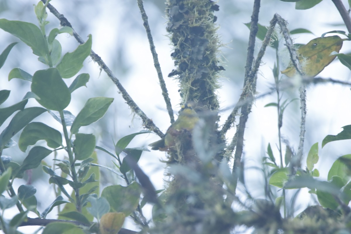 Black-crested Warbler - ML613193299