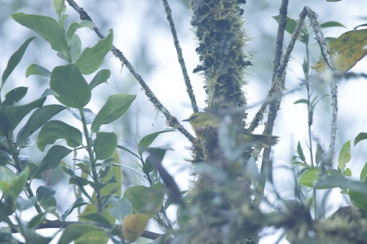 Black-crested Warbler - ML613193300