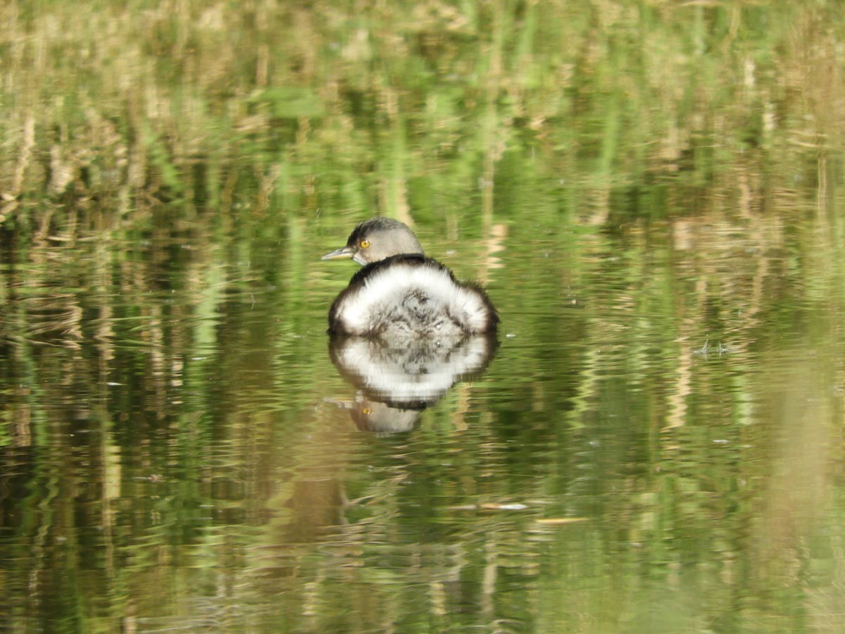 Least Grebe - Kai Sheffield