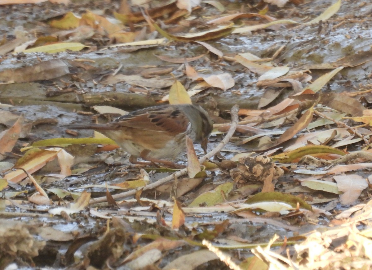 Swamp Sparrow - ML613193333