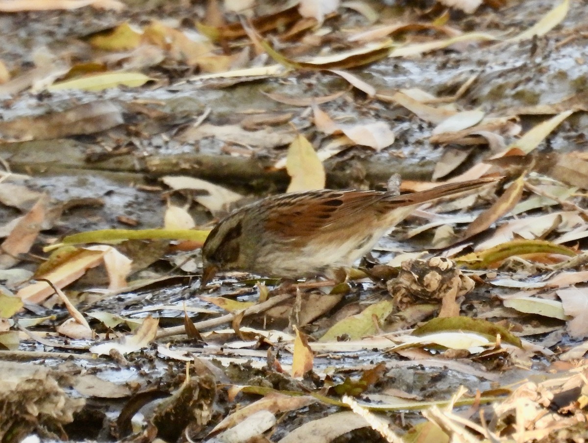 Swamp Sparrow - ML613193334