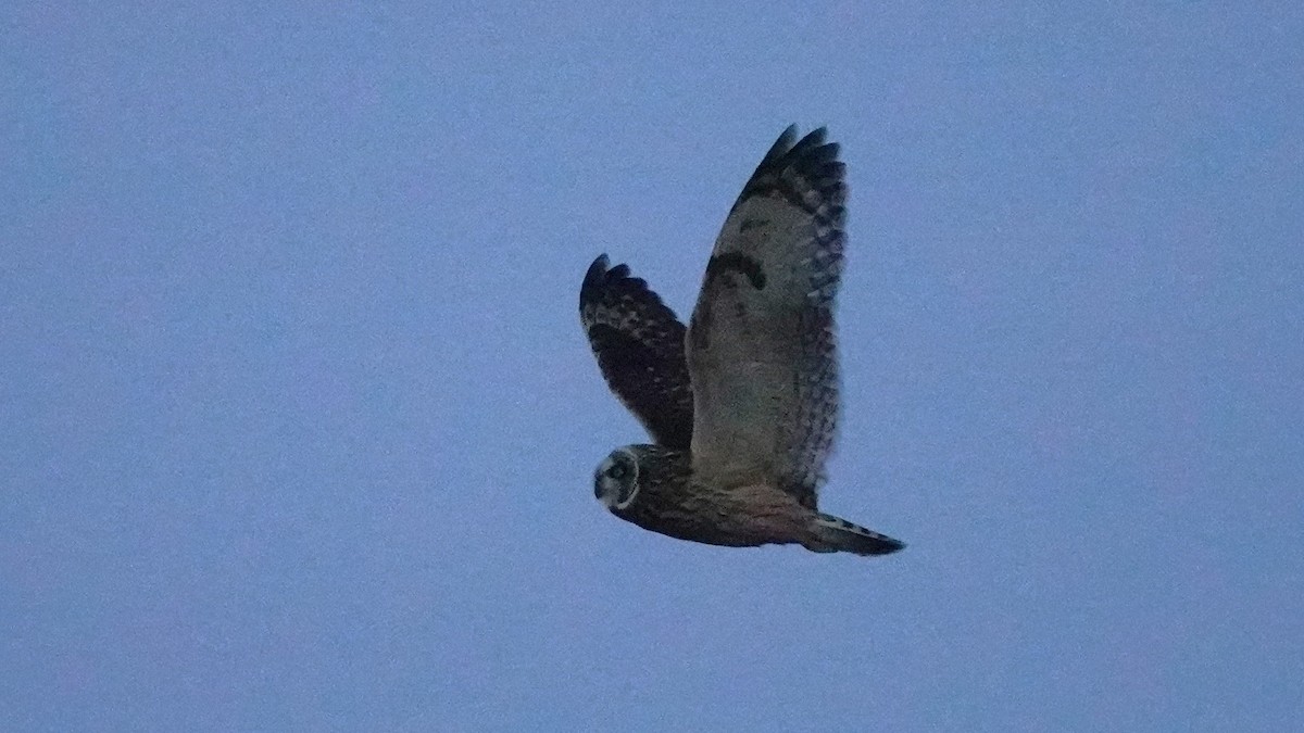 Short-eared Owl - ML613193365