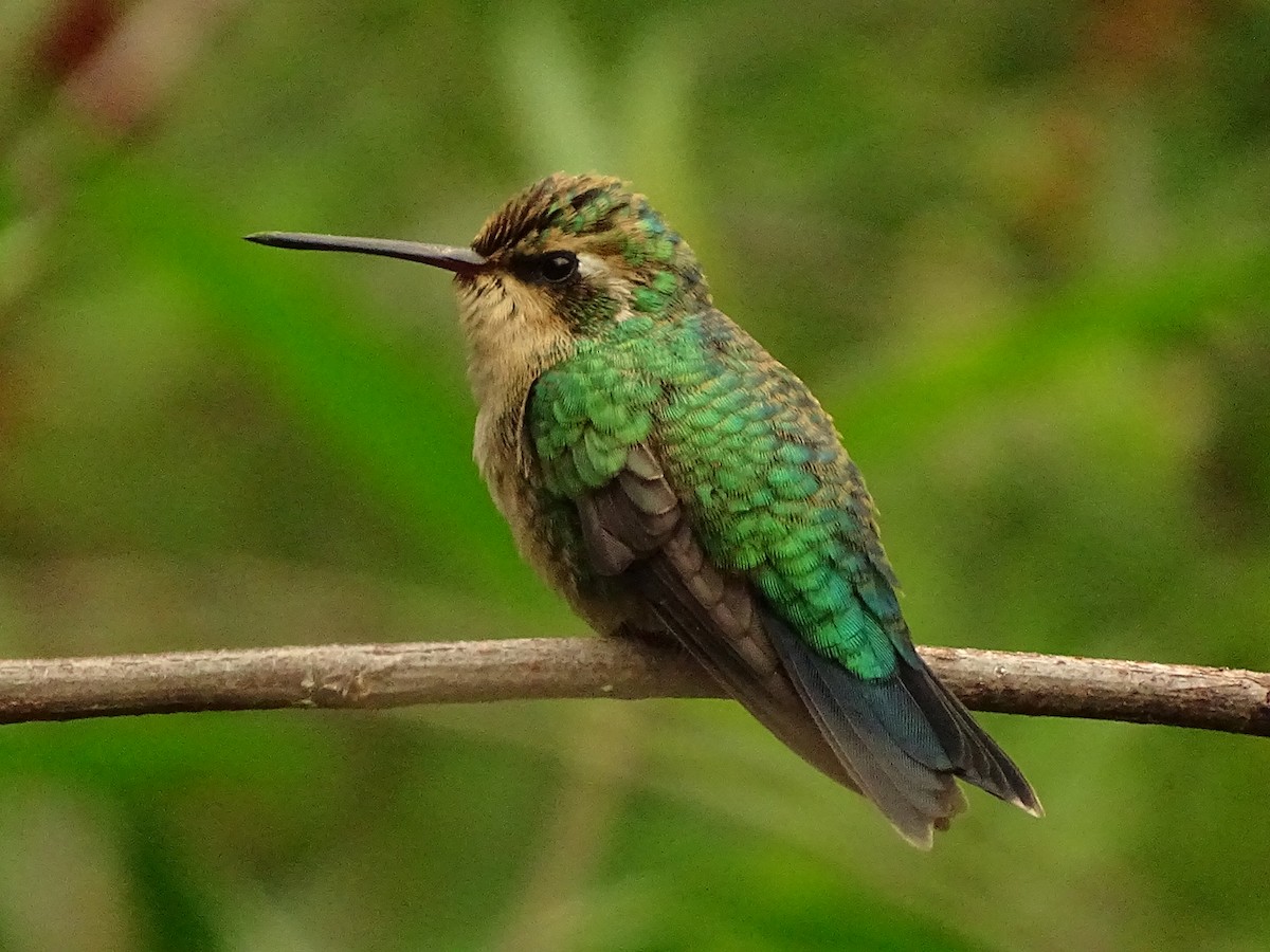 Glittering-bellied Emerald - ML613193382