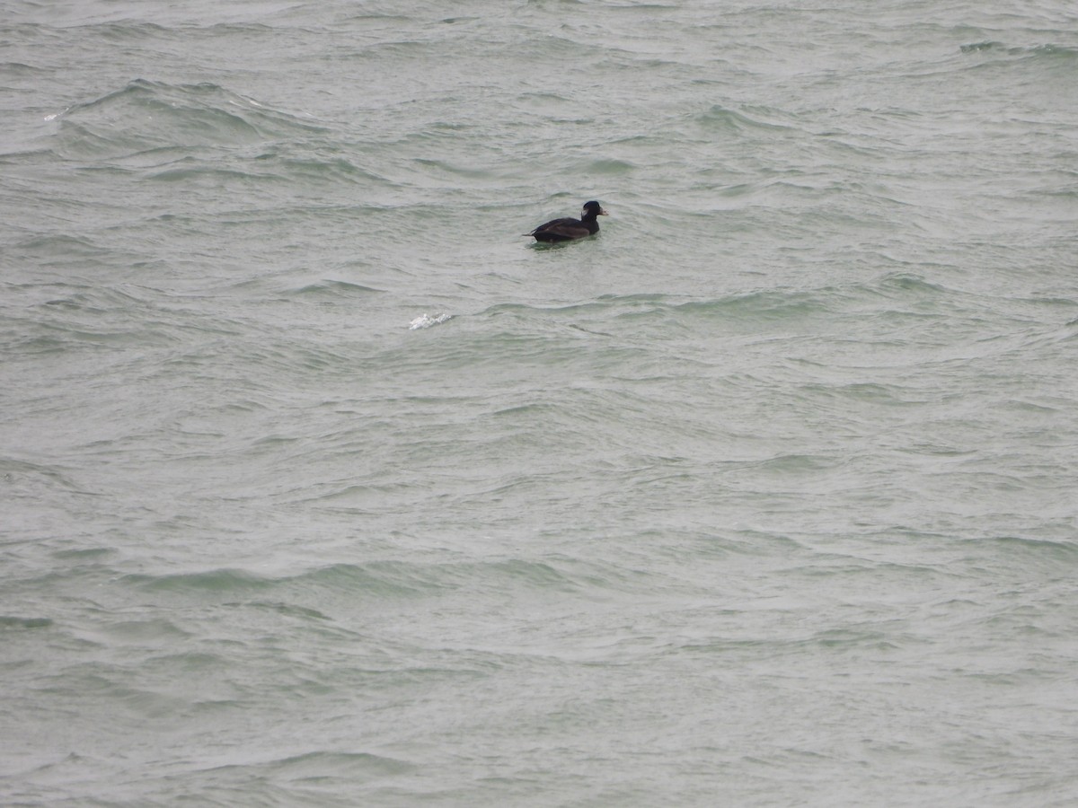 Surf Scoter - ML613193394