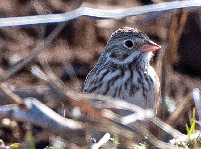 Vesper Sparrow - ML613193417