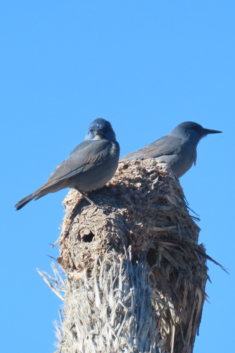 Pinyon Jay - Donna Thomas