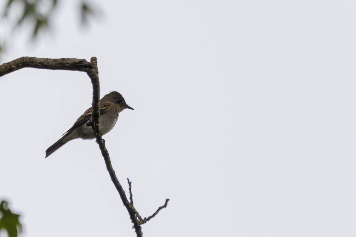 Eastern Wood-Pewee - ML613193425