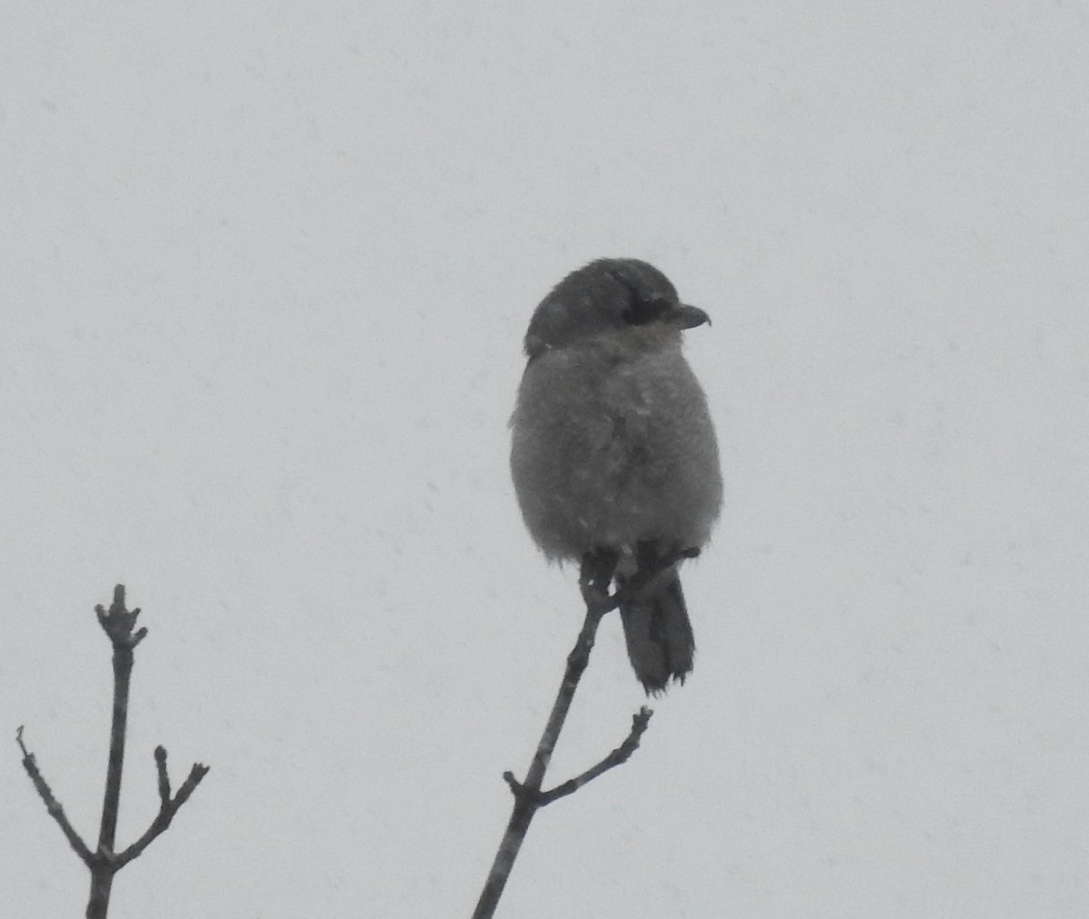 Northern Shrike - ML613193443