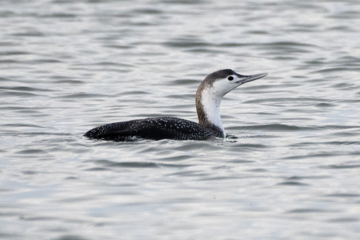 Red-throated Loon - ML613193448