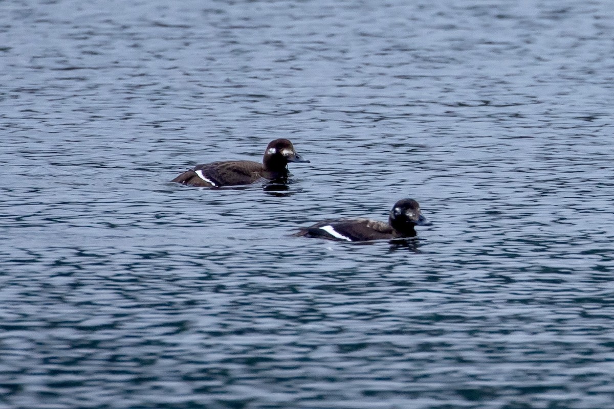 White-winged Scoter - Elizabeth Laver-Holencik