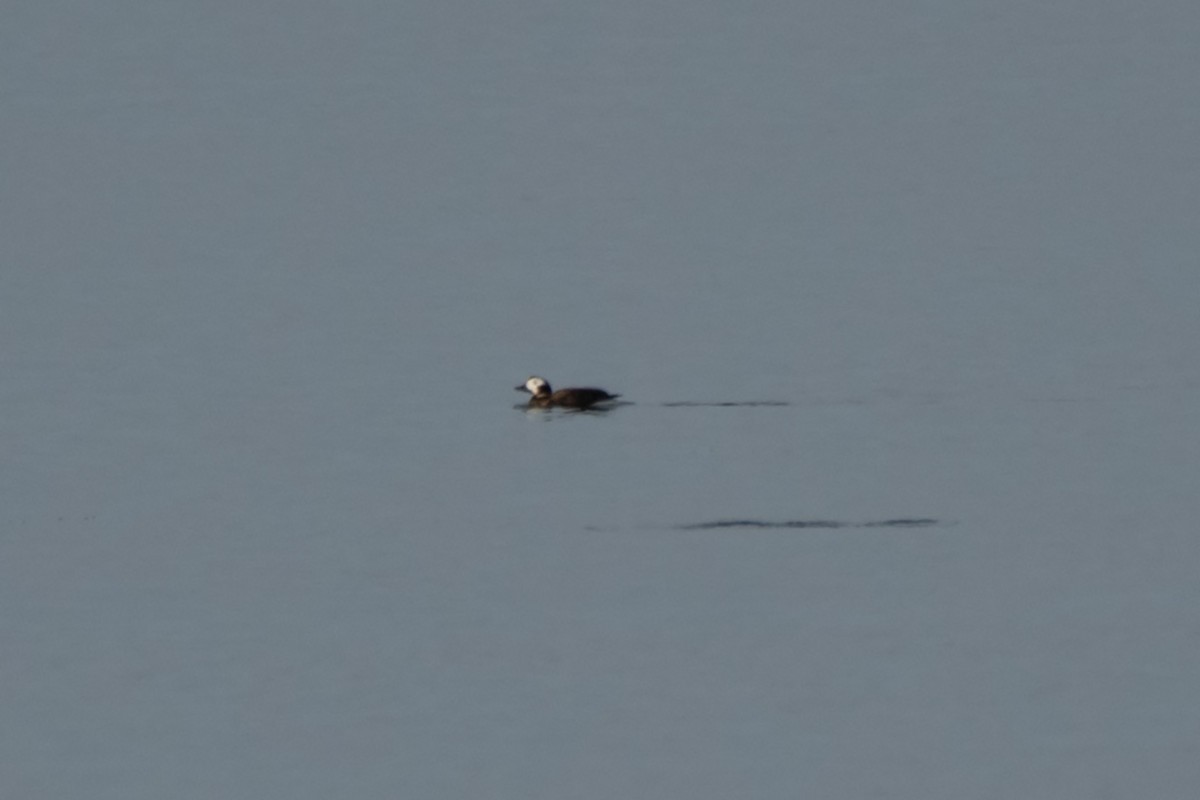 Long-tailed Duck - ML613193570