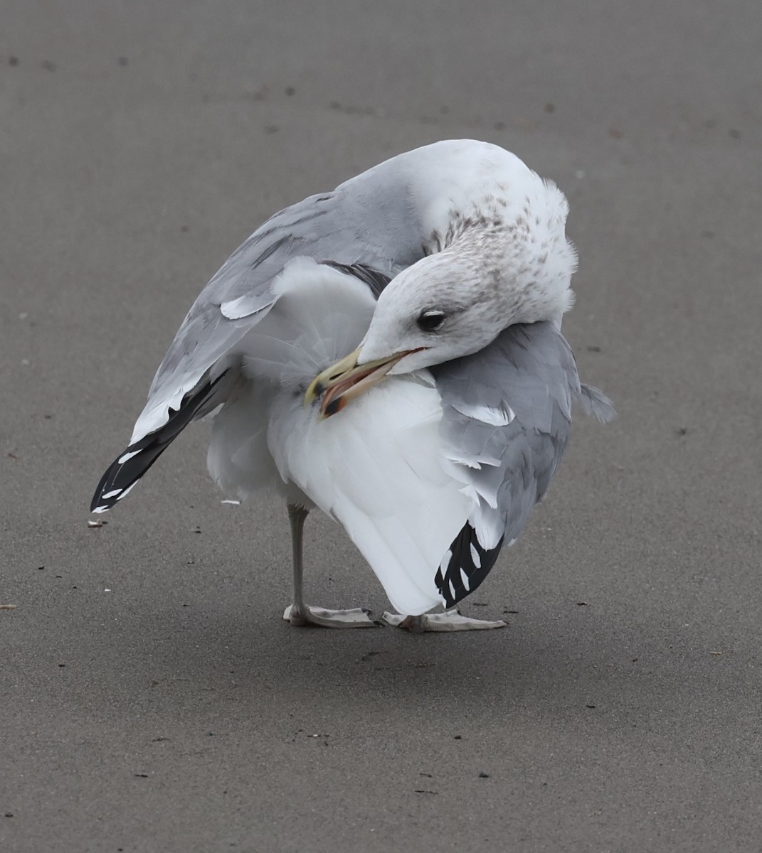 California Gull - ML613193584