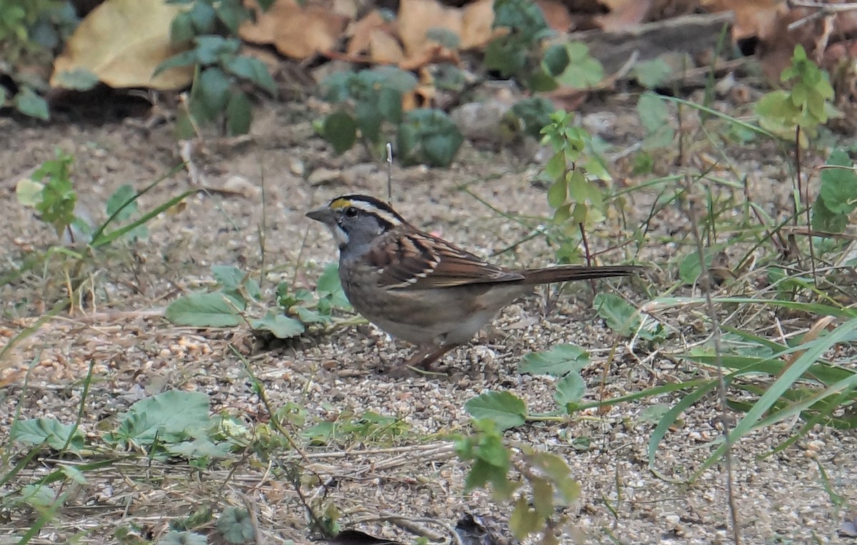White-throated Sparrow - ML613193588