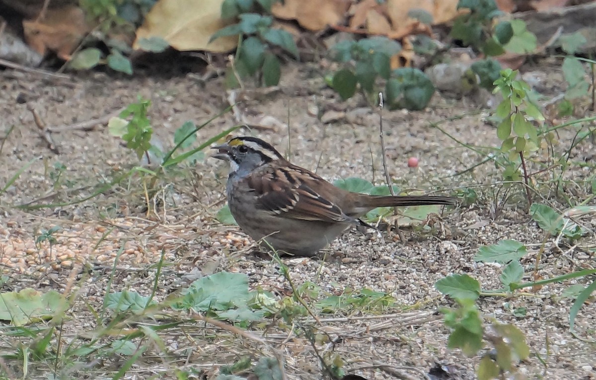 White-throated Sparrow - ML613193591