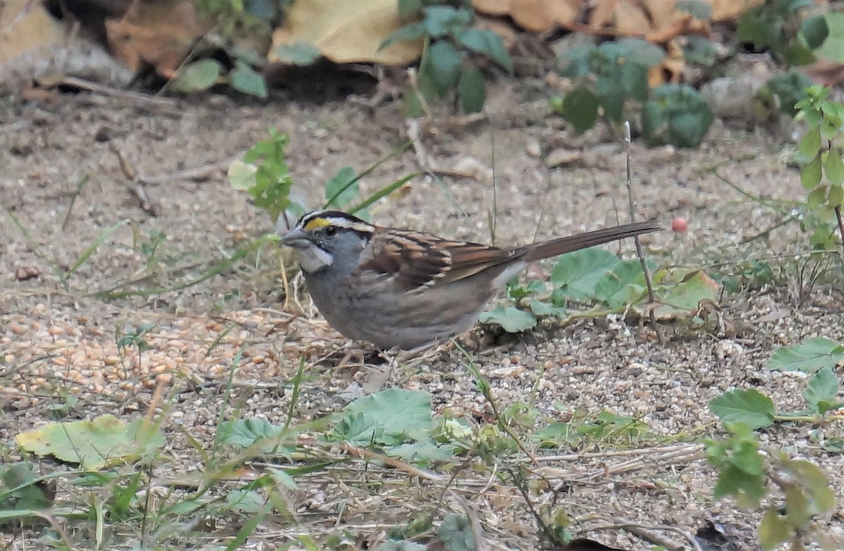 White-throated Sparrow - ML613193595