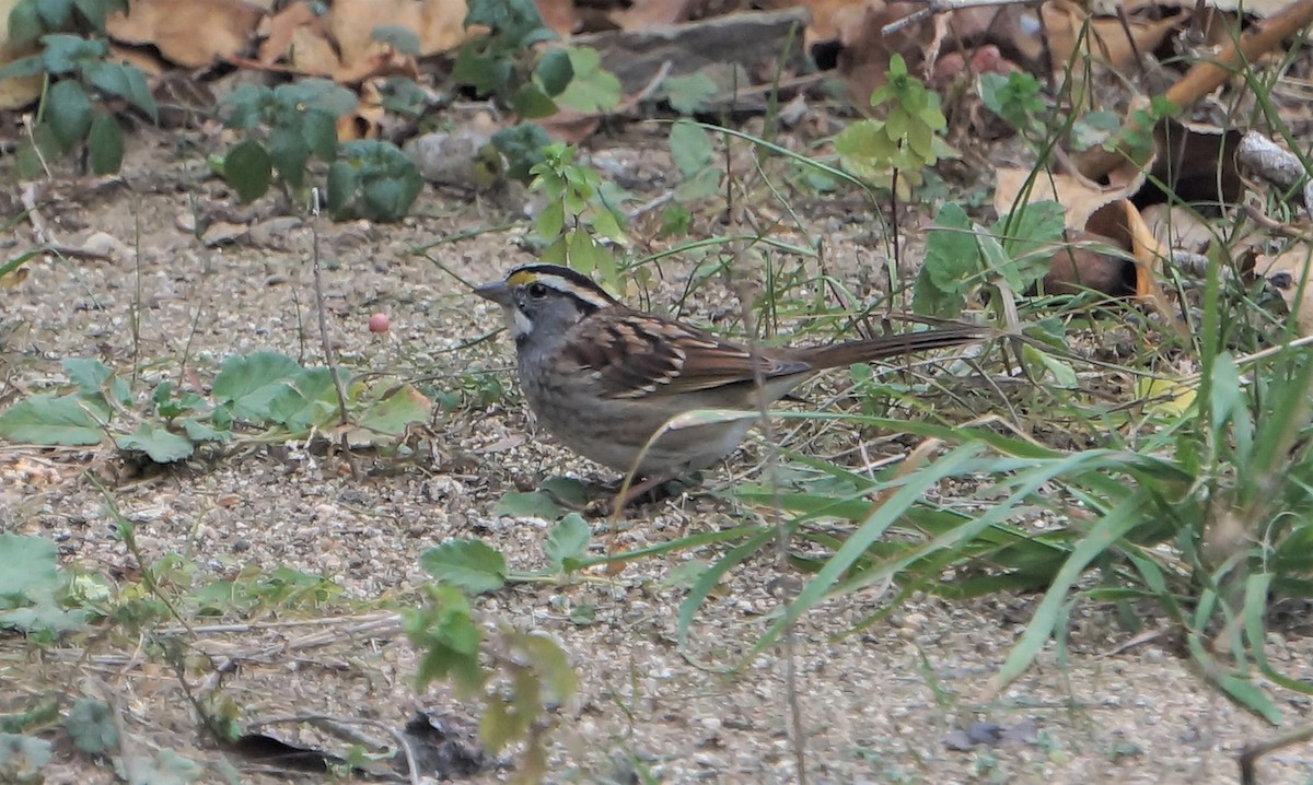 White-throated Sparrow - ML613193600